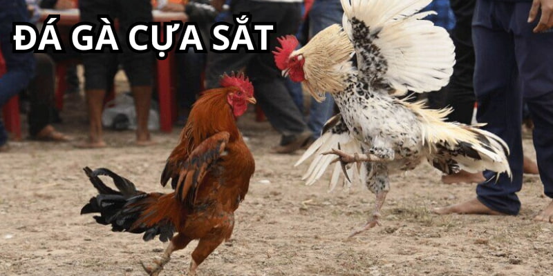Đá Gà Cựa Sắt