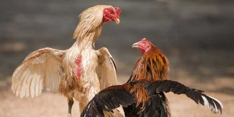 Trải nghiệm chọi gà theo phiên bản quốc tế